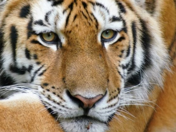 Tiger resting