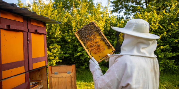 Spare a Fort for Bees