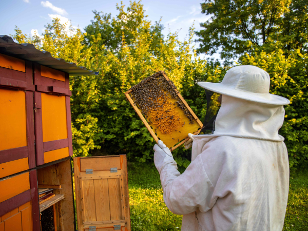 Spare a Fort for Bees