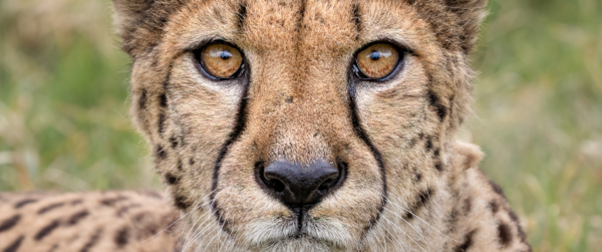 Meet the Cheetah Taster Experience