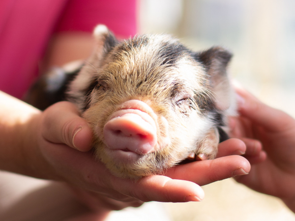 Farm Day Tickets 2026