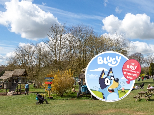 Bluey at Cholderton Rare Breeds Farm in Wiltshire