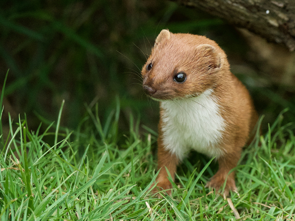Weasel