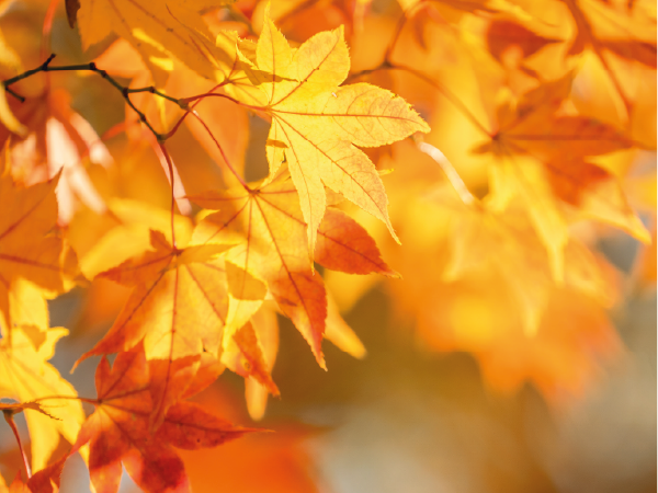 Autumn Scene
