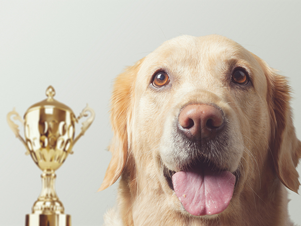 Mini Crufts Competition