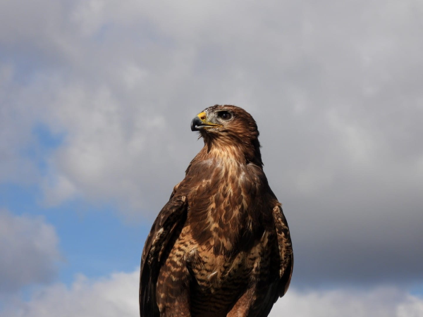 Bird of Prey Photography Experience Day
