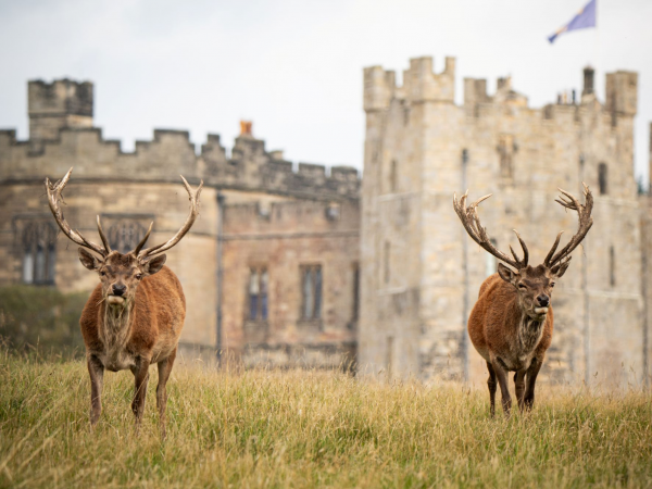 Deer Park and Gardens