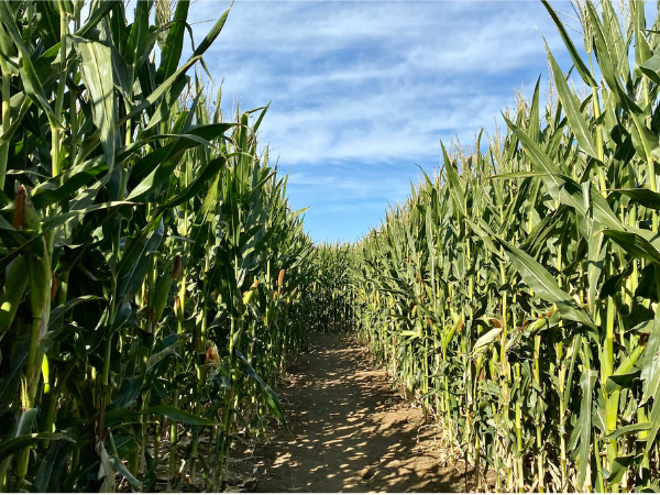 Summer Fun Farm