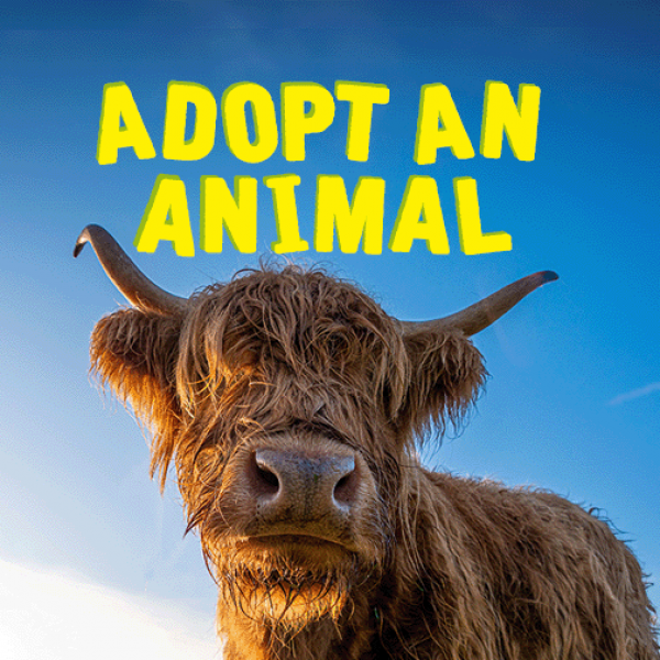 Adopt an Animal