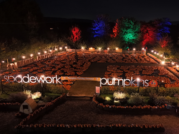PYO Pumpkins By Torchlight At Spadework