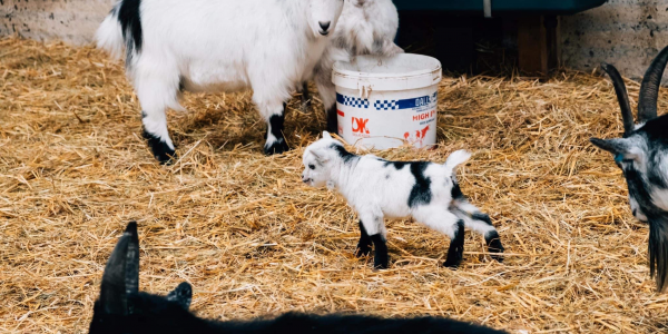 Goat Yoga