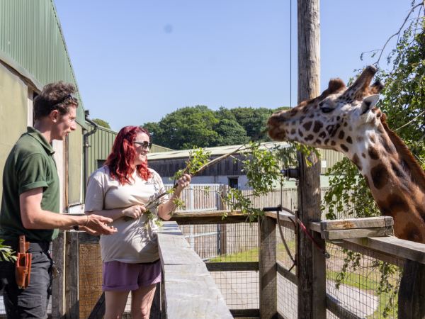 Keeper for a day participants, feeding the giraffe