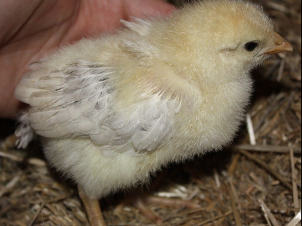 Chick Handling