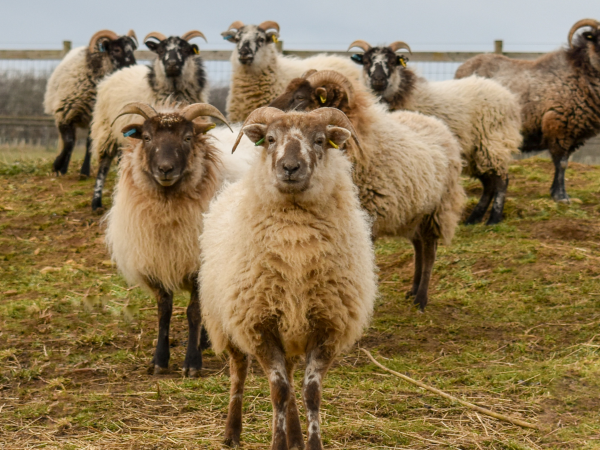 Help Feed A Sheep!