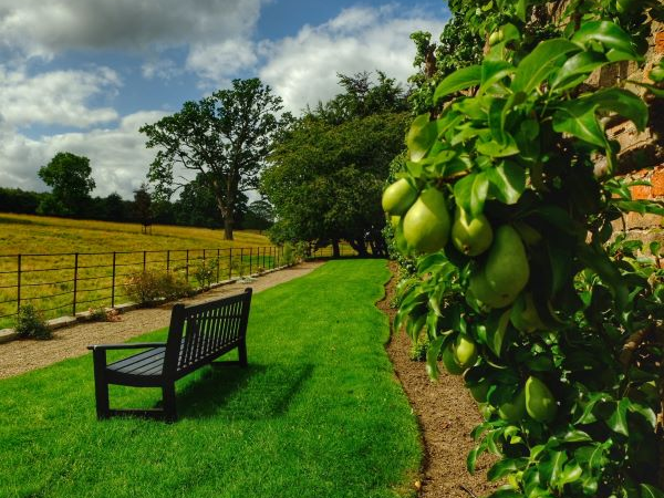 Summer Shrub & Fruit Tree Pruning Workshop