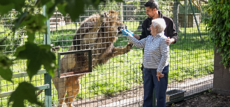 Big Cat Encounter