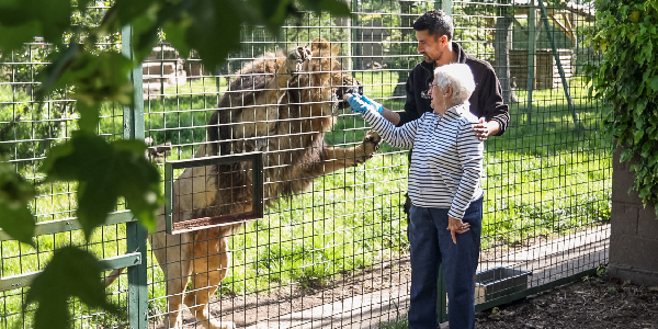 Big Cat Encounter