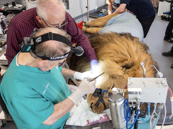 Dental & Vet Days