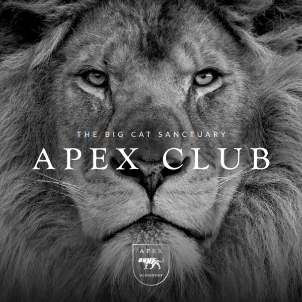The Big Cat Sanctuary Tickets Products Bundles Membership Plans the-big-cat-sanctuary-tickets-products-bundles-membership-plans