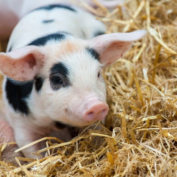 Mead Open Farm Tickets, Products, Bundles, Membership Plans, Gift