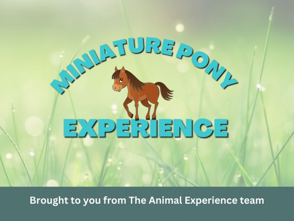 Miniature Pony Experience