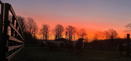 Evenings at the Farm