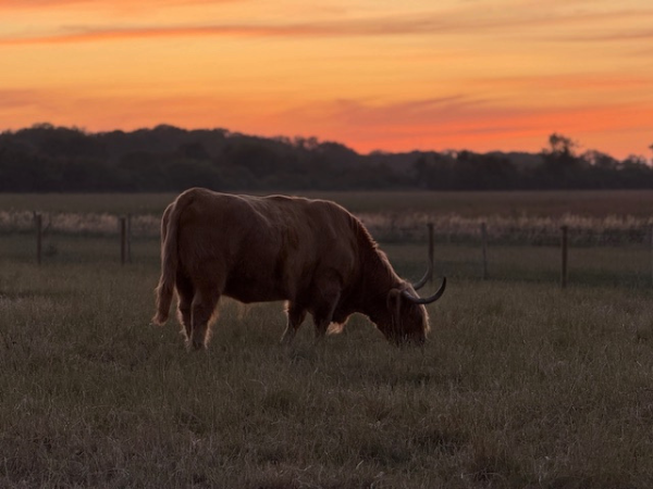 Highland Cow Cuddling Experience