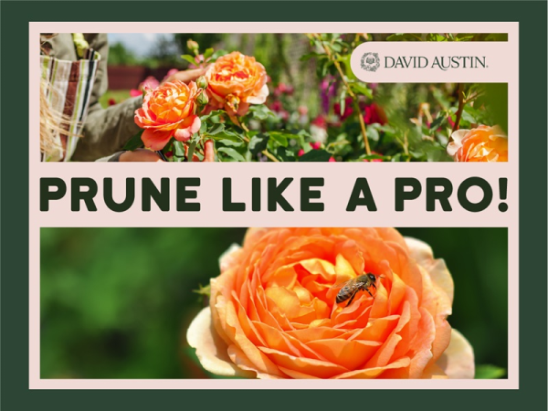 Tea, Talks & Roses with David Austin Roses