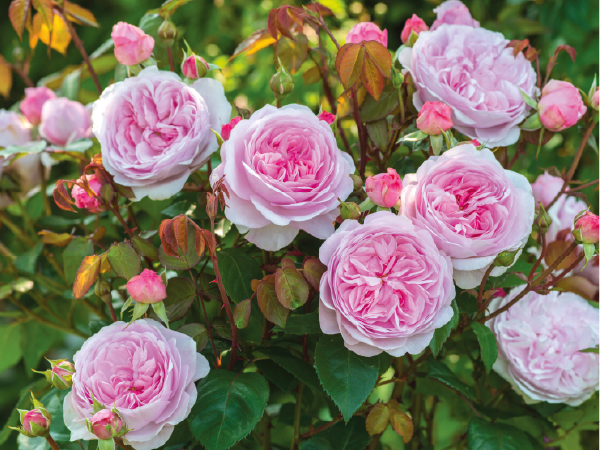 Roses