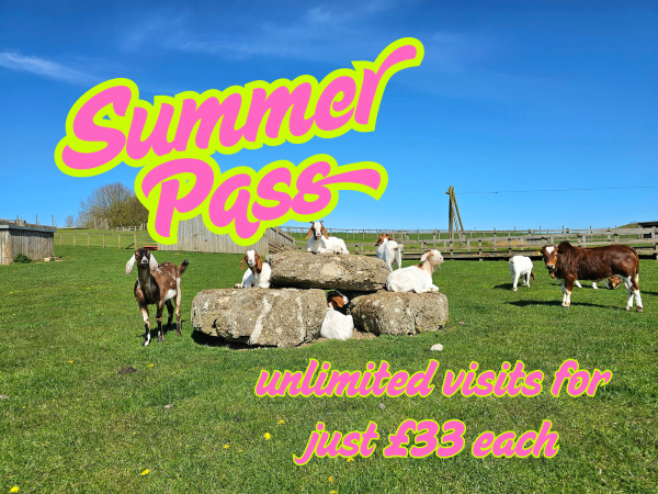 Summer Passes