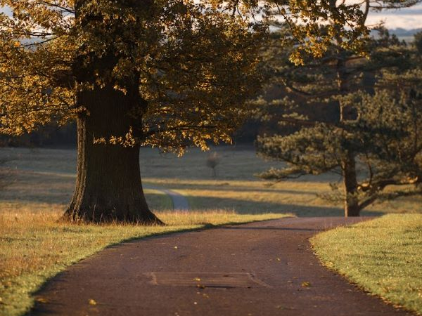 A stroll through time: Raby's Historic Parkland