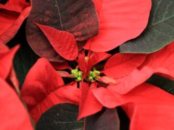 Poinsettia Tours at Gates