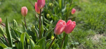 Tulip Pick Your Own Frome