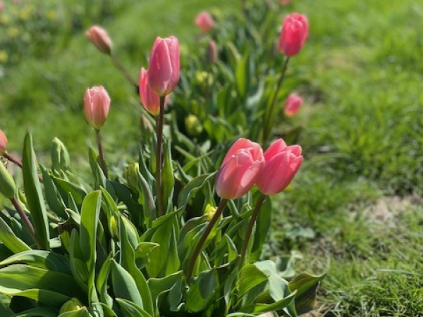 Tulip Pick Your Own Frome