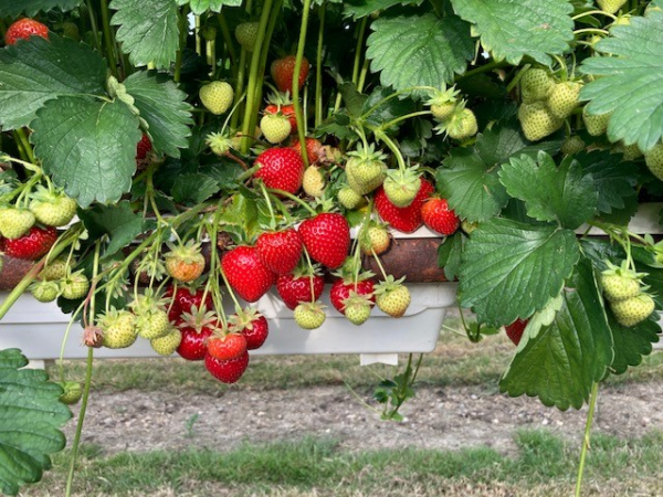 Buy Farm Voucher