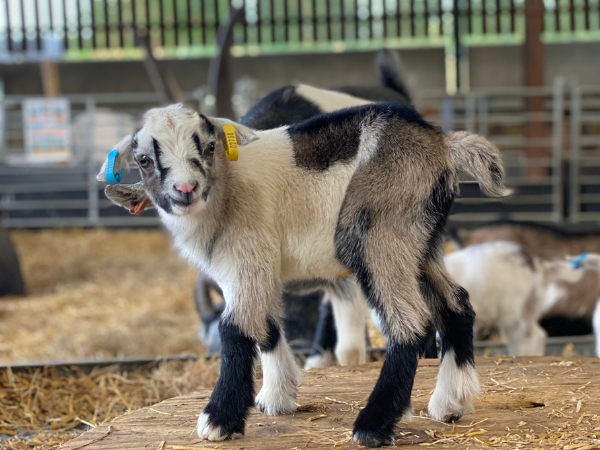 General Admission Tickets