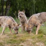 safari park manchester