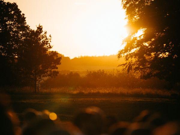 Sunset Garden Photography Workshop with Chris Parkinson