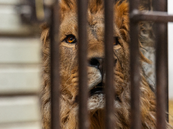 Ukrainian Lions
