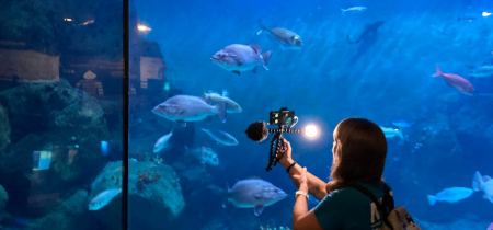 Aquarium Education Virtual Tours