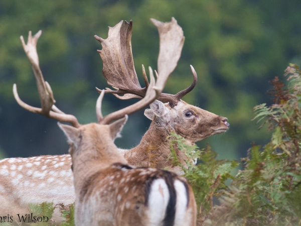 Deer Rut Safaris & Afternoon Tea 2023