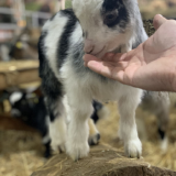 Animal Encounters 2021