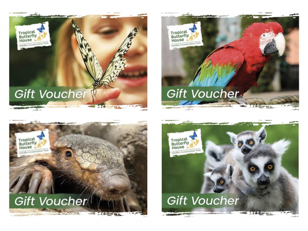 Buy an experience voucher