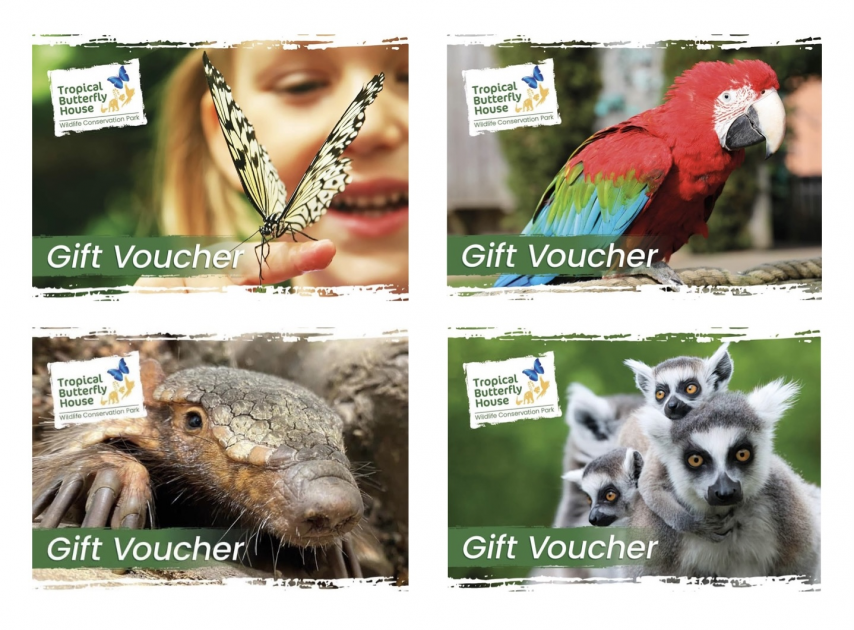Buy Buy an experience voucher Tickets online The Tropical Butterfly House