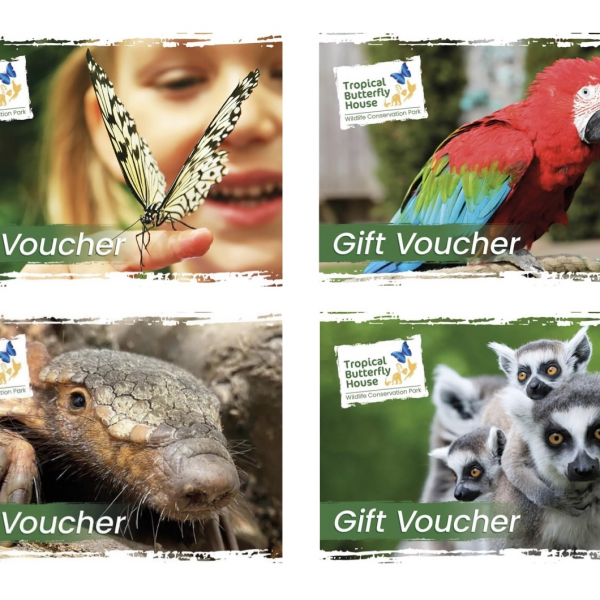 The Tropical Butterfly House Tickets, Products, Membership Plans, Gift