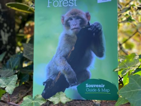 Monkey Forest Map & Guide
