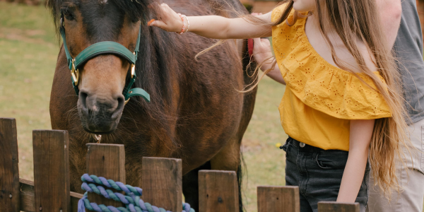 Pony Grooming