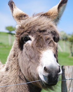 FARM PARK: Book here for WEEKENDS AND SCHOOL HOLIDAYS
