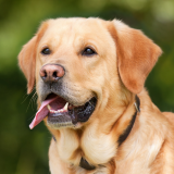 Bring Your Dog Day