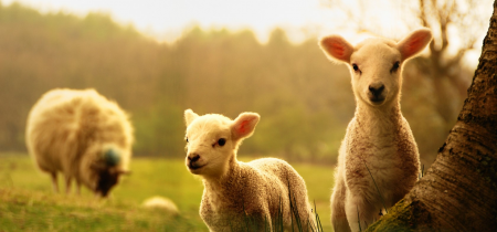 Admission 2023_3: Lambing - 11th to 26th February